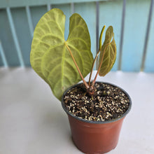 Load image into Gallery viewer, #N23 Anthurium NOID