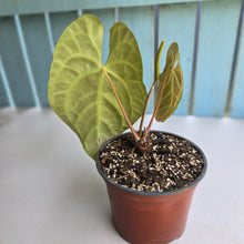 Load image into Gallery viewer, #N23 Anthurium NOID