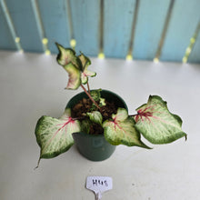 Load image into Gallery viewer, #H48 Caladium