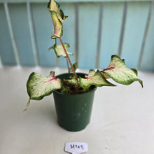 Load image into Gallery viewer, #H48 Caladium