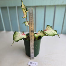 Load image into Gallery viewer, #H48 Caladium