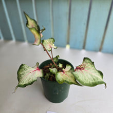 Load image into Gallery viewer, #H48 Caladium