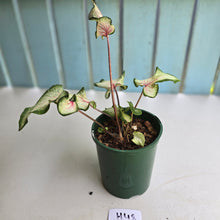 Load image into Gallery viewer, #H48 Caladium