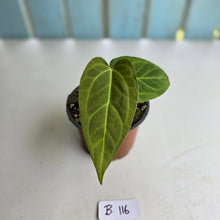 Load image into Gallery viewer, #B116 Anthurium NOID