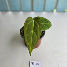Load image into Gallery viewer, #B116 Anthurium NOID