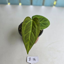 Load image into Gallery viewer, #B116 Anthurium NOID