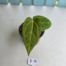 Load image into Gallery viewer, #B116 Anthurium NOID