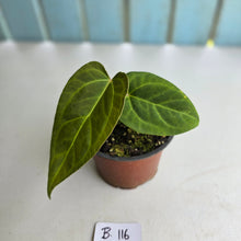 Load image into Gallery viewer, #B116 Anthurium NOID