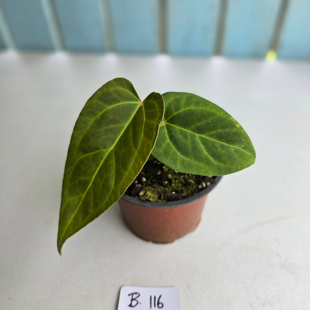 #B116 Anthurium NOID