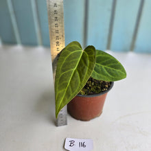 Load image into Gallery viewer, #B116 Anthurium NOID