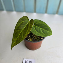 Load image into Gallery viewer, #B116 Anthurium NOID