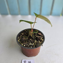 Load image into Gallery viewer, #B116 Anthurium NOID