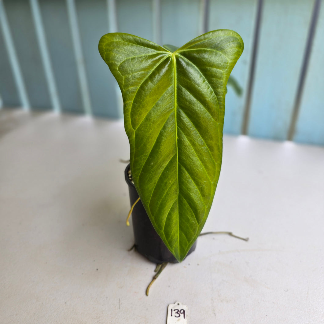 #139 Anthurium Truncicola x Dark Night