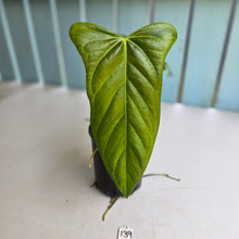 Load image into Gallery viewer, #139 Anthurium Truncicola x Dark Night