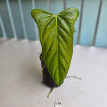 Load image into Gallery viewer, #139 Anthurium Truncicola x Dark Night