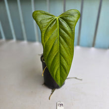 Load image into Gallery viewer, #139 Anthurium Truncicola x Dark Night