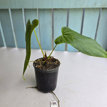 Load image into Gallery viewer, #139 Anthurium Truncicola x Dark Night