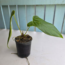 Load image into Gallery viewer, #139 Anthurium Truncicola x Dark Night
