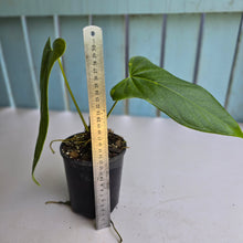 Load image into Gallery viewer, #139 Anthurium Truncicola x Dark Night