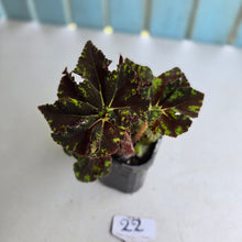 Load image into Gallery viewer, #22 Begonia Unknown