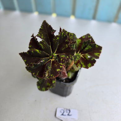 #22 Begonia Unknown