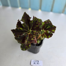 Load image into Gallery viewer, #22 Begonia Unknown