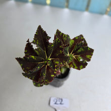 Load image into Gallery viewer, #22 Begonia Unknown