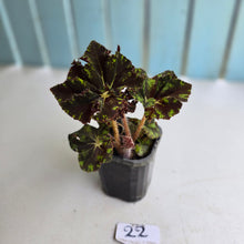 Load image into Gallery viewer, #22 Begonia Unknown