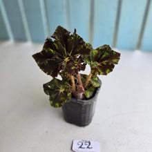 Load image into Gallery viewer, #22 Begonia Unknown