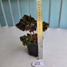 Load image into Gallery viewer, #22 Begonia Unknown