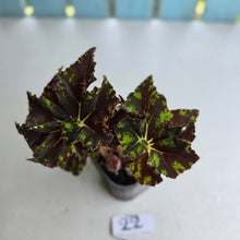 Load image into Gallery viewer, #22 Begonia Unknown