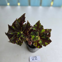 Load image into Gallery viewer, #22 Begonia Unknown