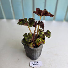Load image into Gallery viewer, #22 Begonia Unknown