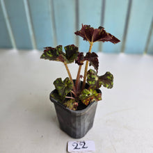 Load image into Gallery viewer, #22 Begonia Unknown