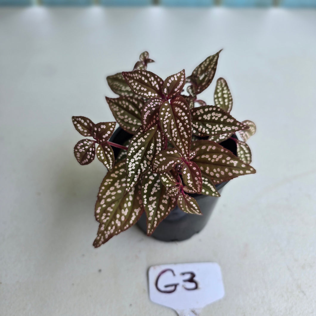 #G3 Sonerila Maculata