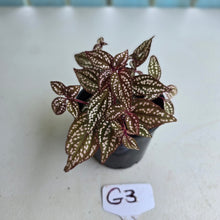 Load image into Gallery viewer, #G3 Sonerila Maculata