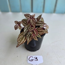 Load image into Gallery viewer, #G3 Sonerila Maculata