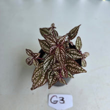 Load image into Gallery viewer, #G3 Sonerila Maculata