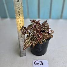 Load image into Gallery viewer, #G3 Sonerila Maculata