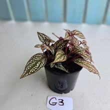 Load image into Gallery viewer, #G3 Sonerila Maculata