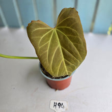 Load image into Gallery viewer, #H94 Anthurium NOID