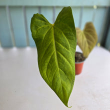 Load image into Gallery viewer, #H94 Anthurium NOID