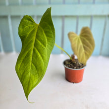 Load image into Gallery viewer, #H94 Anthurium NOID