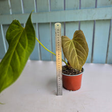 Load image into Gallery viewer, #H94 Anthurium NOID