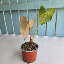 Load image into Gallery viewer, #H94 Anthurium NOID