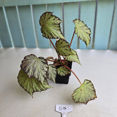 #54 Begonia Blanche