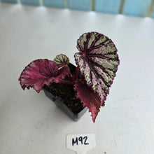 Load image into Gallery viewer, #M92 Begonia Unknown
