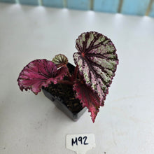 Load image into Gallery viewer, #M92 Begonia Unknown