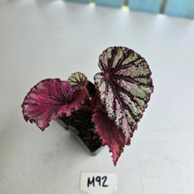 Load image into Gallery viewer, #M92 Begonia Unknown