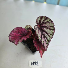 Load image into Gallery viewer, #M92 Begonia Unknown